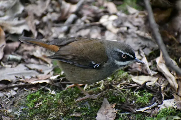 File:White-browed scrubwren Sericornis frontalis DSC zxc.jpg