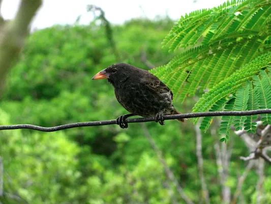 File:Geospiza scandens -Santa Cruz Island, Galapagos Islands-8.jpg