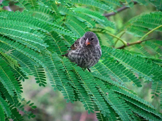 File:Geospiza scandens -Santa Cruz Island, Galapagos Islands-8b.jpg