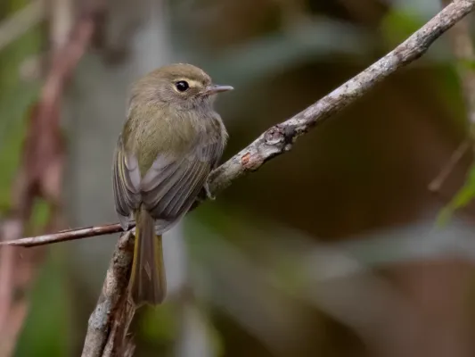 File:Hemitriccus diops - Drab-breasted Bamboo-Tyrant; Miracatu, São Paulo, Brazil.jpg