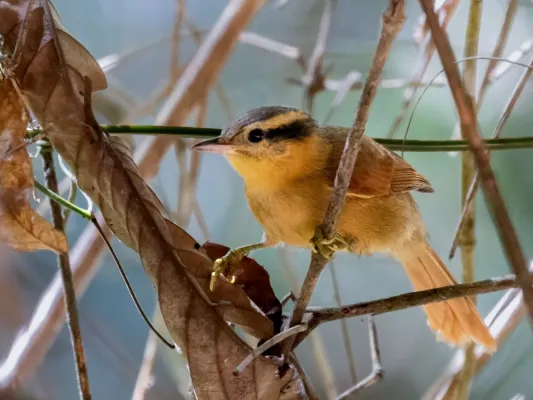File:Anabacerthia lichtensteini - Ochre-breasted Foliage-gleaner; Miracatu; São Paulo, Brazil.jpg