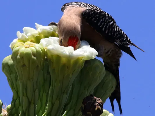 File:Melanerpes uropygialis-male feeds on Saguaro nectar.jpg