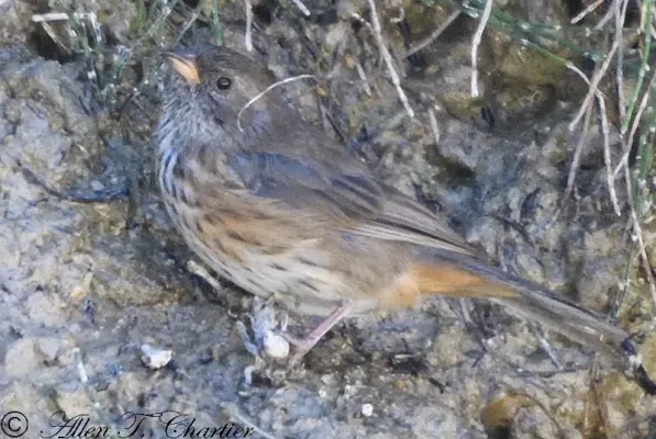 File:Poospiza rubecula 61492370.jpg