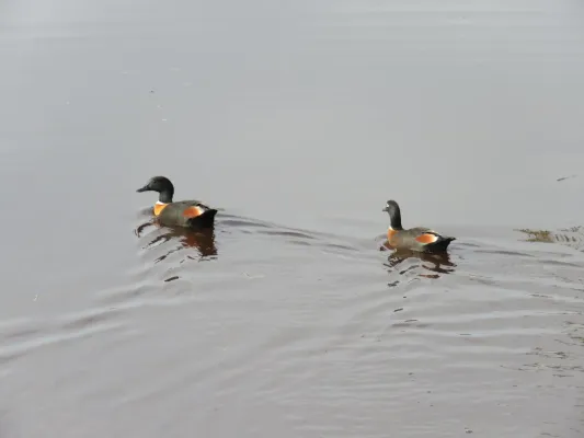 File:Australian shelduck (Tadorna tadornoides) at North Lake, June 2021 01.jpg