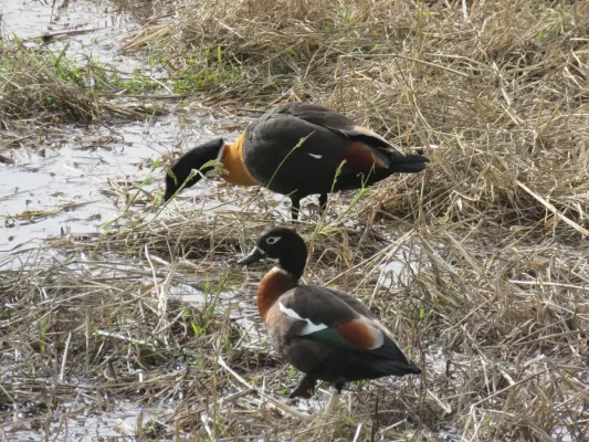 File:Australian shelduck (Tadorna tadornoides) at North Lake, June 2021 07.jpg