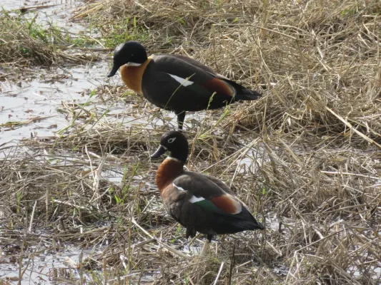File:Australian shelduck (Tadorna tadornoides) at North Lake, June 2021 09.jpg