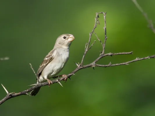 File:Sporophila peruviana - Parrot-billed Seedeater - female.jpg