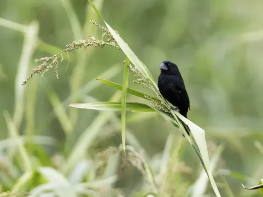 File:Sporophila atrirostris - Black-billed Seed-Finch - male.jpg