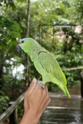 File:Amazona festiva (Psittacidae) (31122859288).jpg