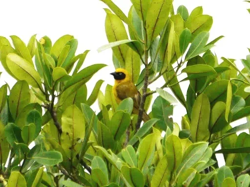 File:Bannerman's Weaver (Ploceus bannermani).jpg