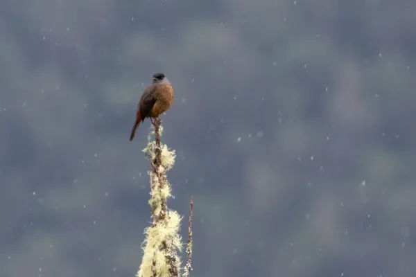 File:Bay-vented Cotinga (Doliornis sclateri).jpg