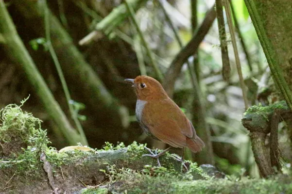 File:Bicolored Antpitta (Grallaria rufocinerea).jpg