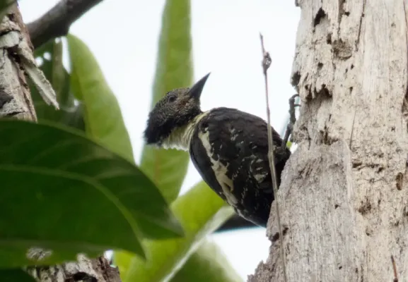 File:Meiglyptes jugularis (Black-and-buff Woodpecker).jpg