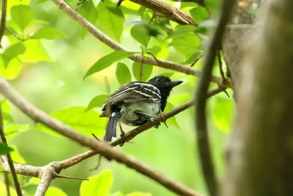 File:Black-backed Antshrike (Thamnophilus melanonotus).jpg