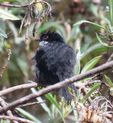 File:Black-backed Bush Tanager (Urothraupis stolzmanni).jpg