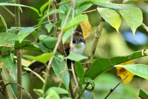 File:Black-bellied wren (Pheugopedius fasciatoventris).jpg