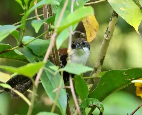 File:Black-bellied wren (Pheugopedius fasciatoventris) (cropped).jpg