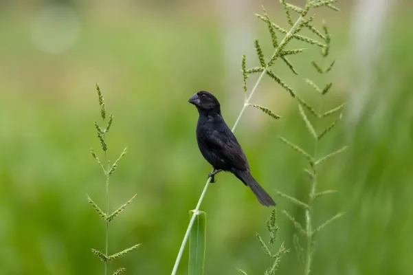 File:Black-billed seed finch (Sporophila atrirostris).jpg