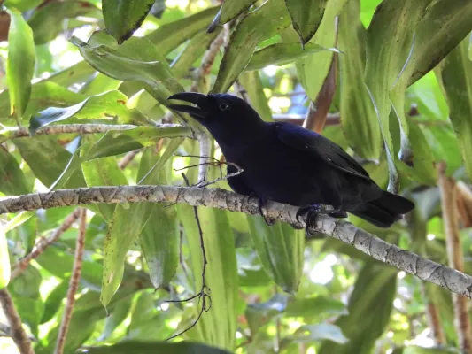 File:Corvus unicolor 77308607.jpg