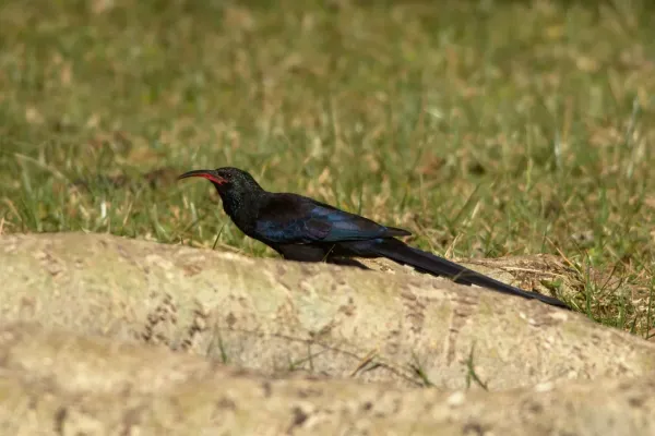 File:Black-billed Wood-hoopoe (Phoeniculus somaliensis).jpg