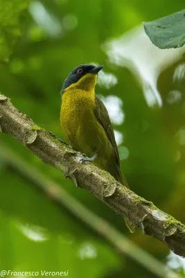File:Black-fronted Bushshrike (Chlorophoneus nigrifrons).jpg