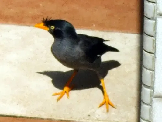 File:Acridotheres javanicus, feral, Singapore (crop).jpg