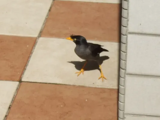 File:Acridotheres javanicus, feral, Singapore.jpg