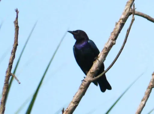 File:Hylopsar purpureiceps 223974.jpg