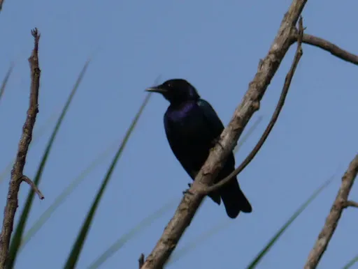 File:Hylopsar purpureiceps 223975.jpg
