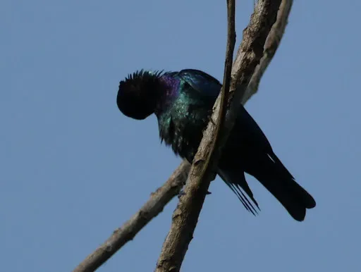 File:Hylopsar purpureiceps 223976.jpg
