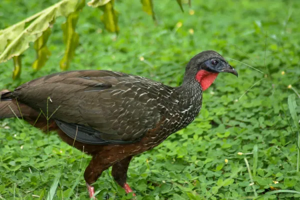 File:Penelope jacquacu (Iquitos, Peru).jpg
