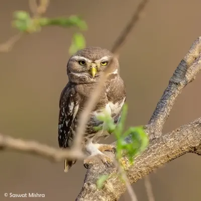 File:Forest Owlet (Athene blewitti)-2.jpg