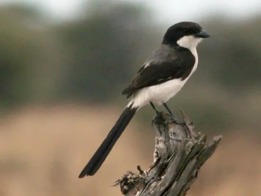 File:Lanius cabanisi RWD.jpg