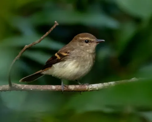 File:Cnemotriccus fuscatus - Fuscous Flycatcher; Ramal do Noca, Rio Branco, Acre , Brazil.jpg