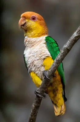 File:Pionites leucogaster - White-bellied Parrot; Rio Branco, Acre, Brazil.jpg