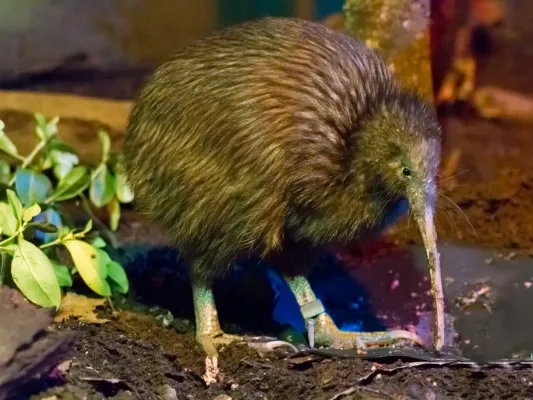 File:Apteryx mantelli -Rotorua, North Island, New Zealand-8a.jpg