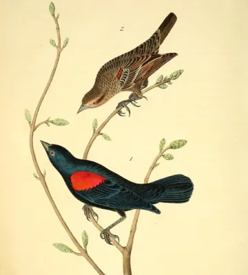 File:The birds of America (Pl. 215) Agelaius assimilis (cropped).jpg