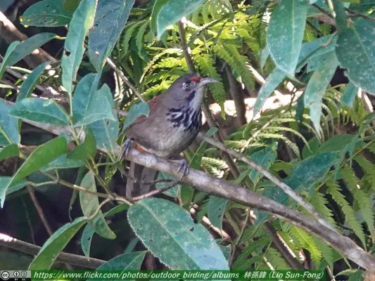 File:Black-necklaced scimitar babbler (Erythrogenys erythrocnemis).jpg