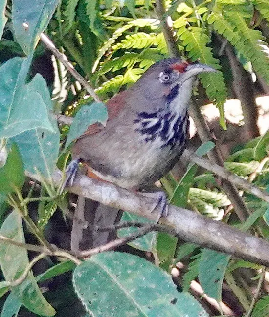 File:Black-necklaced scimitar babbler (Erythrogenys erythrocnemis) (cropped).jpg