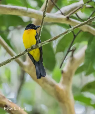 File:Black-throated Shrike-Tanager, Lanio aurantius.jpg