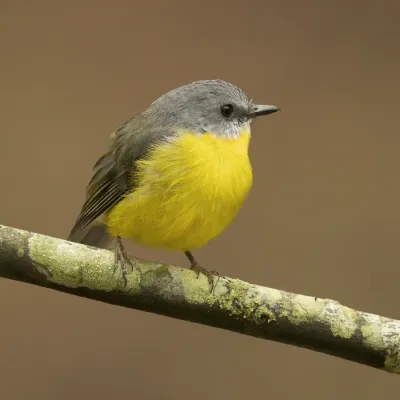 File:Eopsaltria australis - Brunkerville2 - crop.jpg