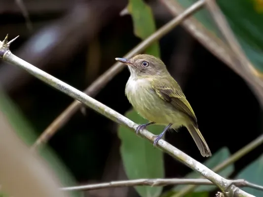 File:Hemitriccus cohnhafti - Acre Tody-Tyrant; Rio Branco, Acre, Brazil.jpg