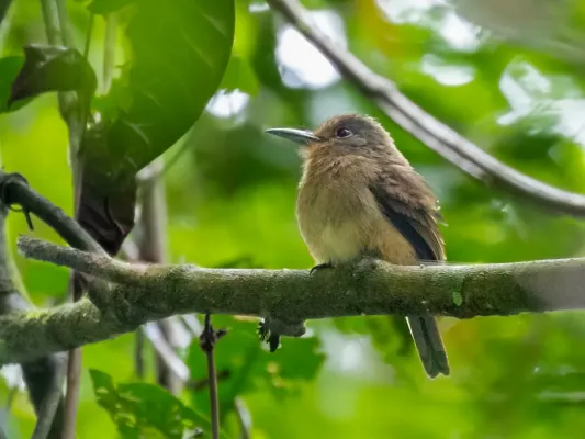 File:Nonnula sclateri - Fulvous-chinned Nunlet; Rio Branco, Acre, Brazil.jpg