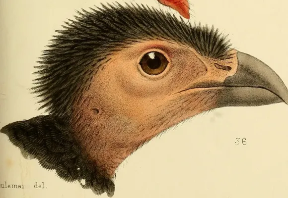 File:Talegalla jobiensis.jpg