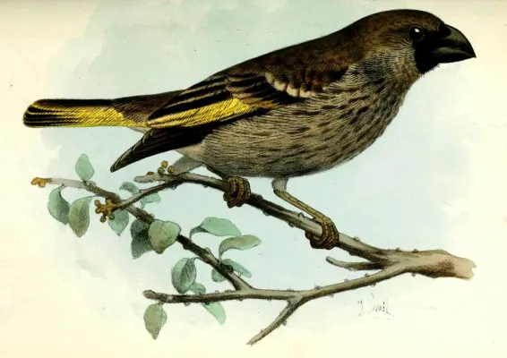 File:Rhynchostruthus socotranus.jpg