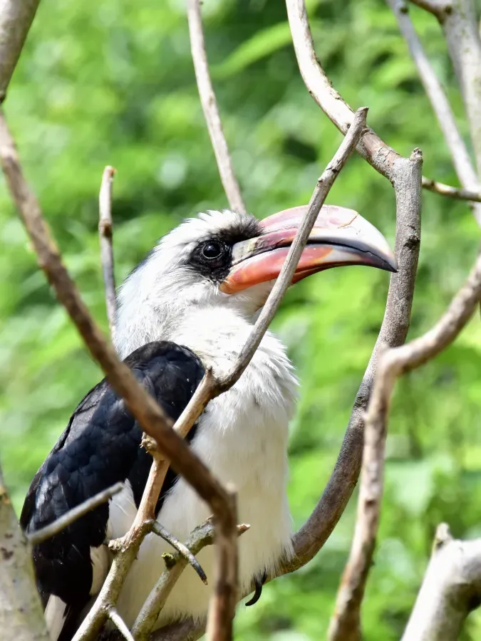 File:Bucerotidae Tockus deckeni 1.jpg