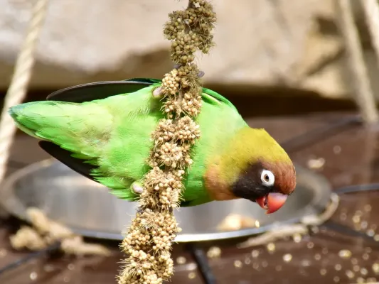 File:Psittaculidae Agapornis nigrigenis 1.jpg