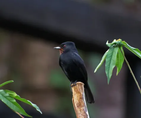 File:Knipolegus nigerrimus -Parque Nacional do Itatiaia, Rio de Janeiro, Brazil-8.jpg
