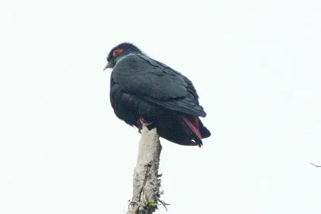 File:Alectroenas madagascariensis.jpg