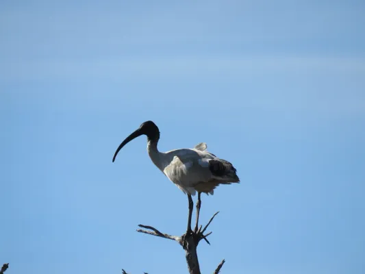 File:Australian white ibis (Threskiornis molucca) at Lake Coogee, July 2021 02.jpg